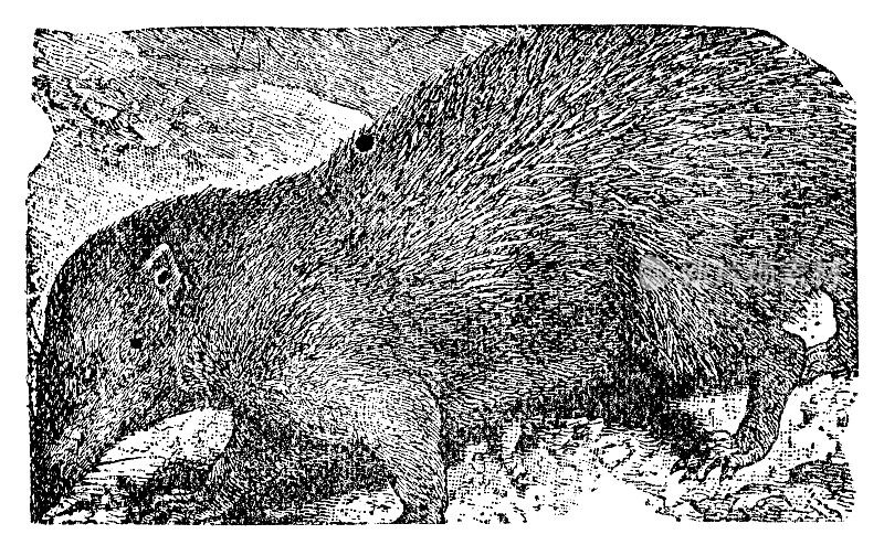 无尾天竺鼠(Tenrec Ecaudatus) - 19世纪